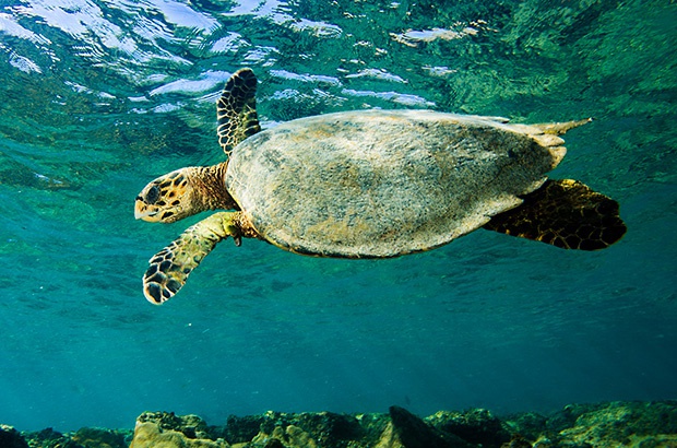 Dia Internacional da Tartaruga Marinha